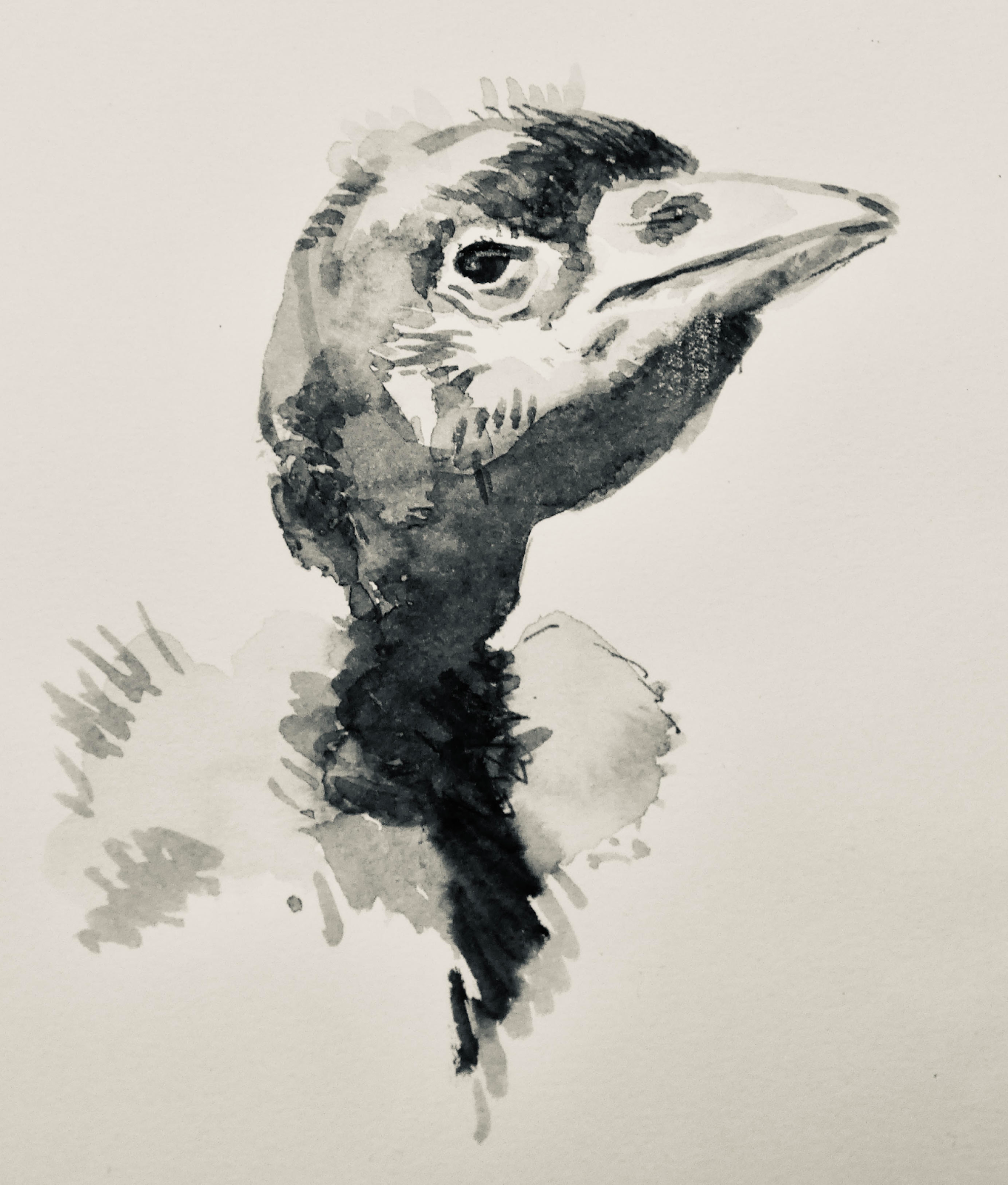 Tekening van vogel Zorro door Robin Shillcock